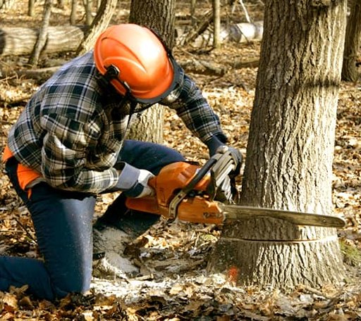 Tree Removal in Bohannon, VA
